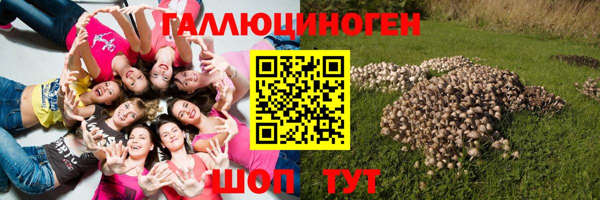 Галлюциногенные грибы GOLDEN TEACHER  Вход с VPN  Псилоцибиновые грибы Psilocybe  Грозный 